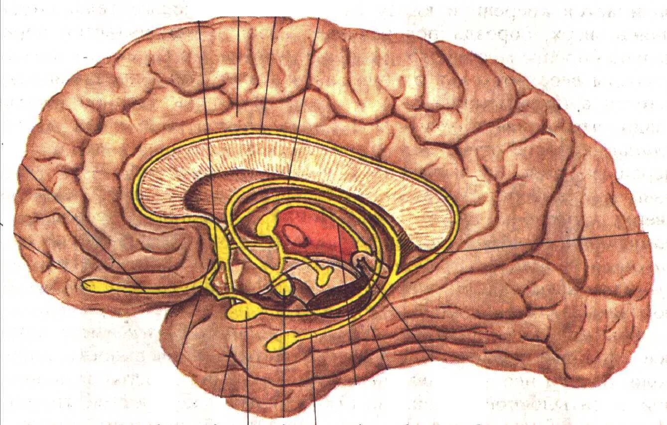 Обонятельные зоны мозга. Лимбическая система поясная извилина. Гиппокамп лимбическая система.