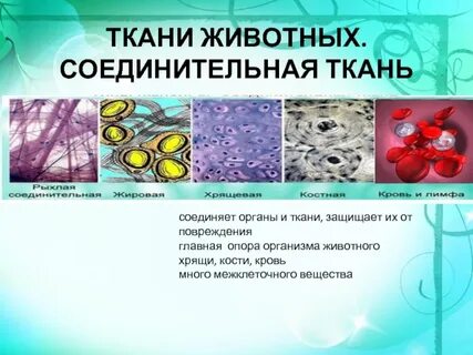 Какой ткани нет у животных