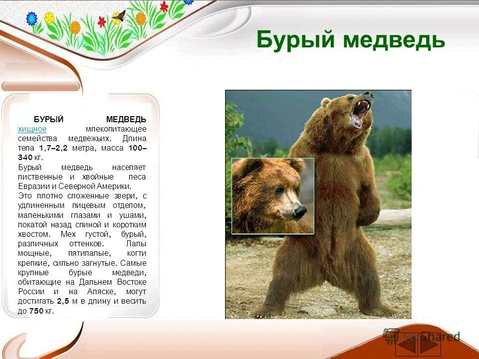 медведь гризли доклад. черный медведь описание. ареал обитания бурого медведя. бурый медведь на каком материке. барибал и бурый медведь.