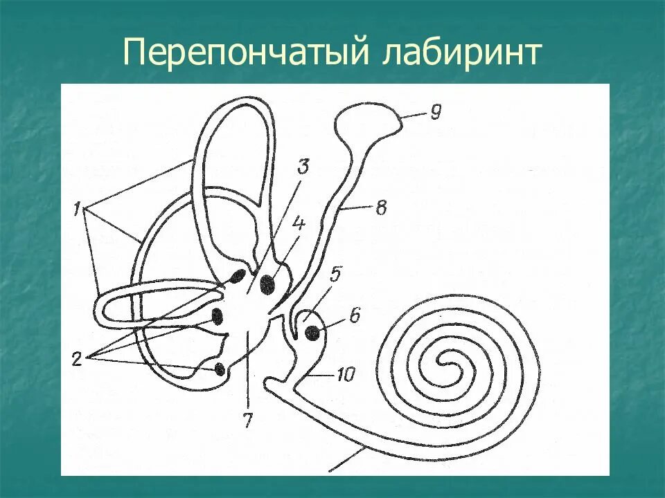 Перепончатый лабиринт расположен. Перепончатый лабиринт внутреннего уха. строение перепончатого лабиринта. перепончатый лабиринт схема. костный лабиринт и перепончатый лабиринт.