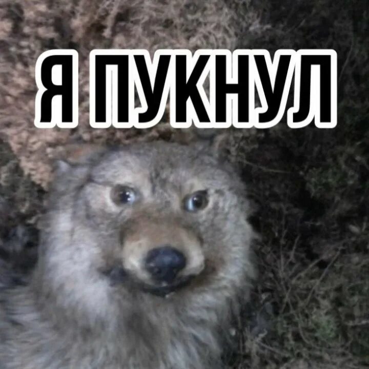 Совсем п