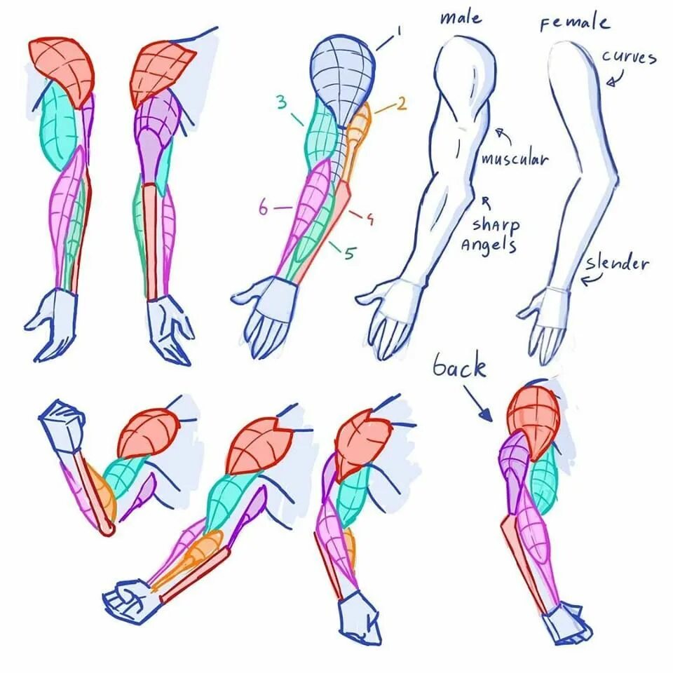 Строение руки рисунок. Анатомия мышц рук референс. Мышцы человека анатомия референс анатомия руки. Рука человека анатомия референс. Мышцы руки человека референс.