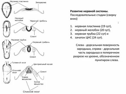 Содержит хорду и нервную пластинку