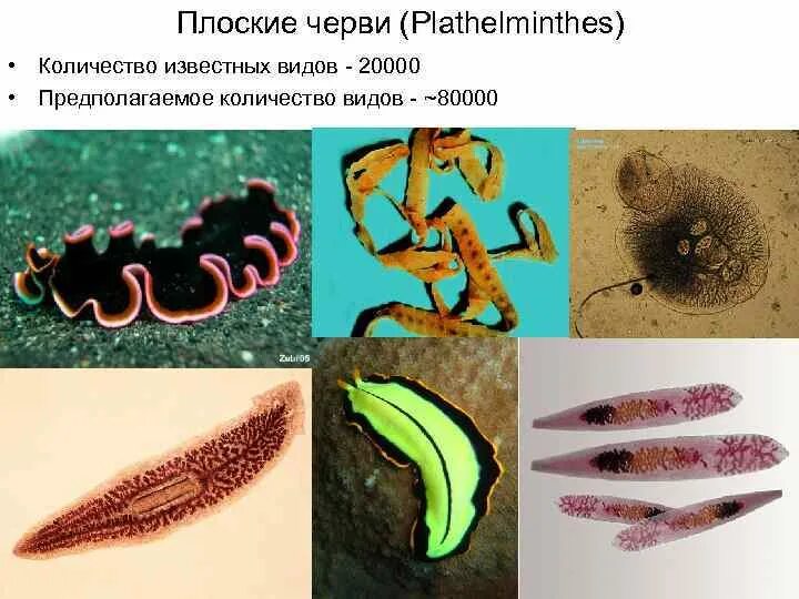 Разнообразие плоских