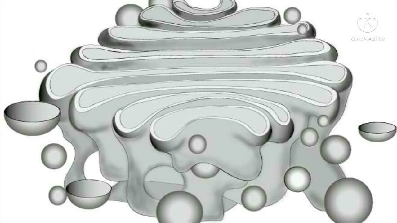 Аппарат Гольджи. Комплекс Гольджи 3д. Пластинчатый комплекс Гольджи. Комплекс Гольджи черно белый. Пластинчатый комплекс