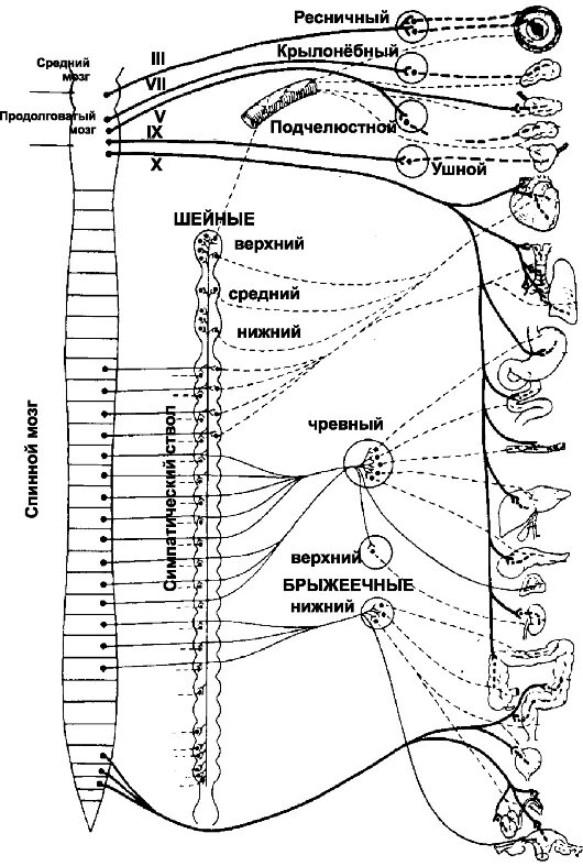 Вегетативные части тела. Схема строения симпатической части вегетативной нервной системы. Строение симпатического отдела вегетативной нервной системы схема. Симпатическая нервная система анатомия схема. Схема симпатической и парасимпатической нервной системы.