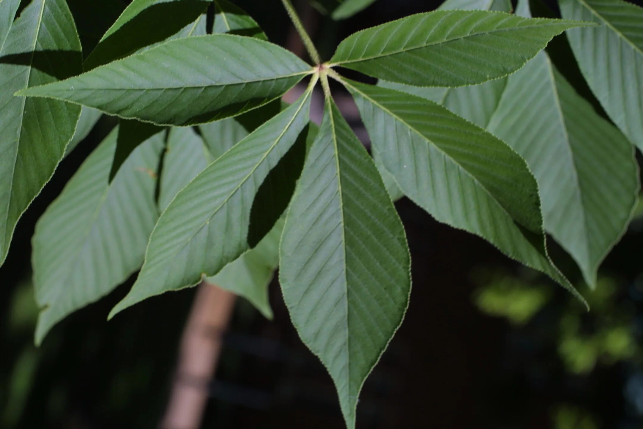 Aesculus glabra. Каштан конский Глабра. Евразия каштан. Каштан гладкий. Виды каштановых