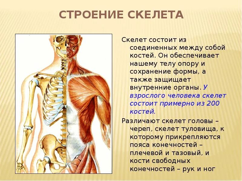 Состоит из разных работ. Скелет плечевого пояса. скелет плечевого пояса состоит. презентация на тему скелет человека. скелет верхнего плечевого пояса.