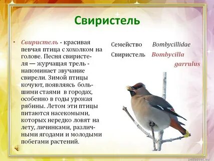 Свиристели перелетные птицы или зимующие