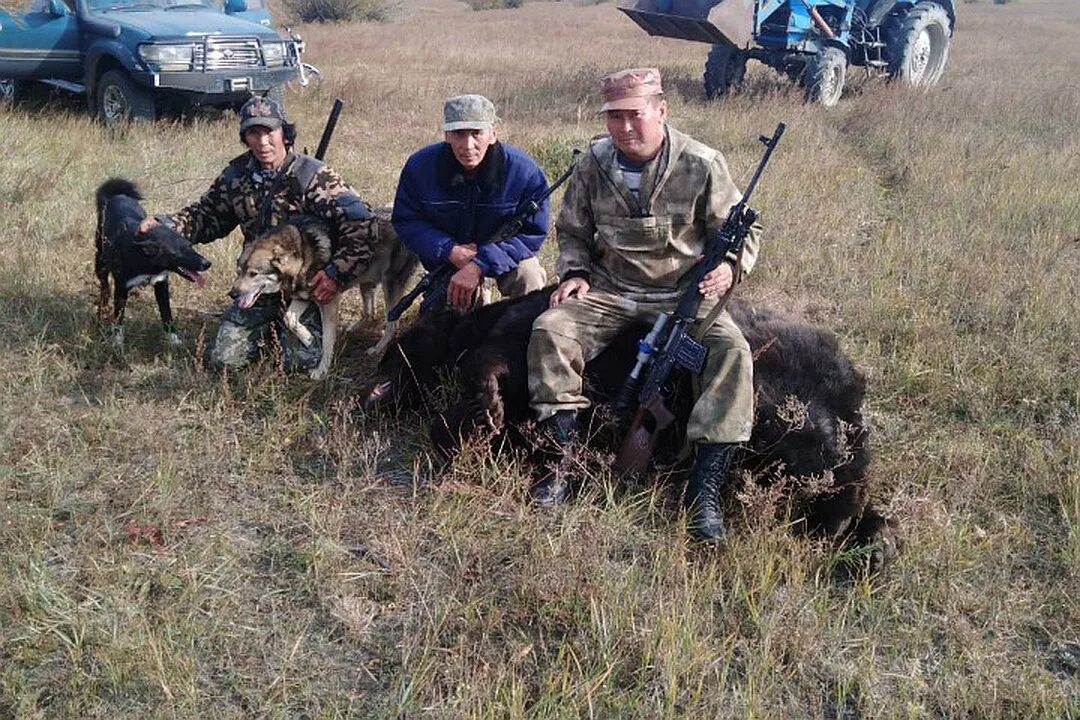 Нападение 2019. Забайкальский медведь. Медведь в Забайкалье. Охота на медведя в Забайкалье.