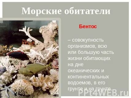 Совокупность организмов на дне водоемов