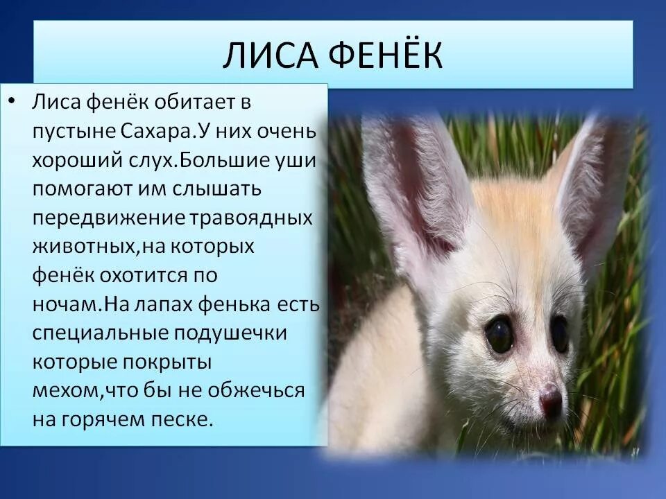 Маленькое сообщение о животных. Фенек описание животного. лиса фенек рассказ. животное фенек сообщение. рассказ о необычном животном.