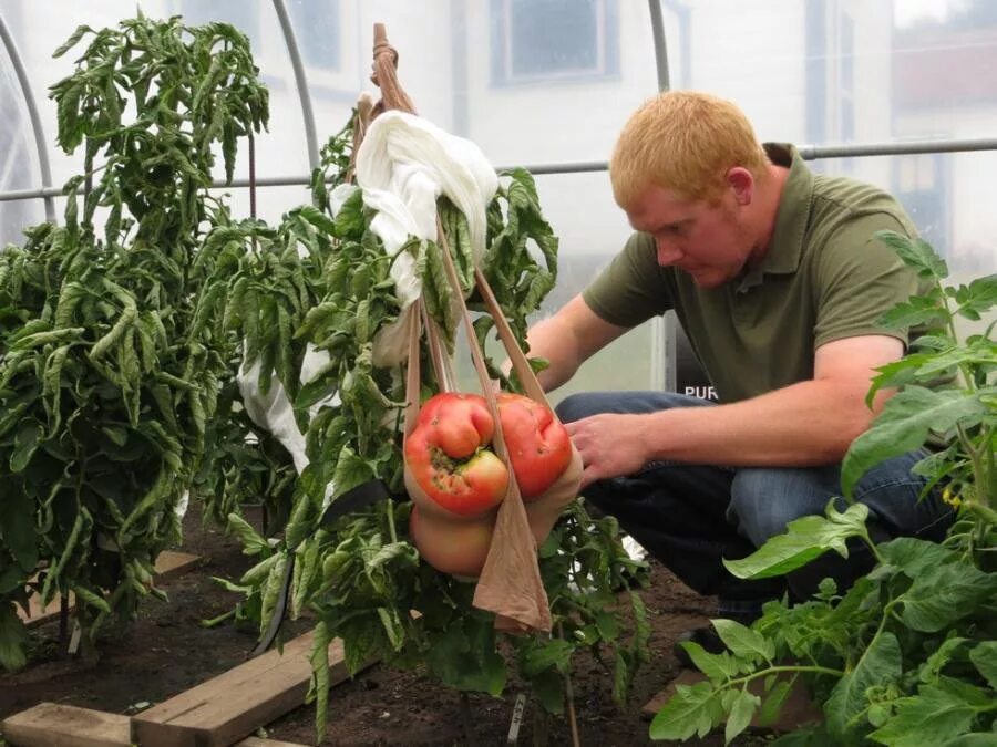 Сколько растут томаты. Томат "большой Зак Фосс". Дэн Маккой самый большой помидор. Томат "большой Зак Ансемс".