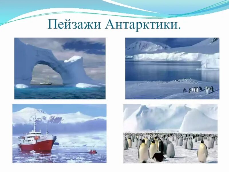 Презентация арктика и антарктика для дошкольников. Животные арктики и антарктиды для детей. Животные антарктиды презентация. Рабочие листы животные антарктики старшая группа. Презентация арктика и антарктика для дошкольников.