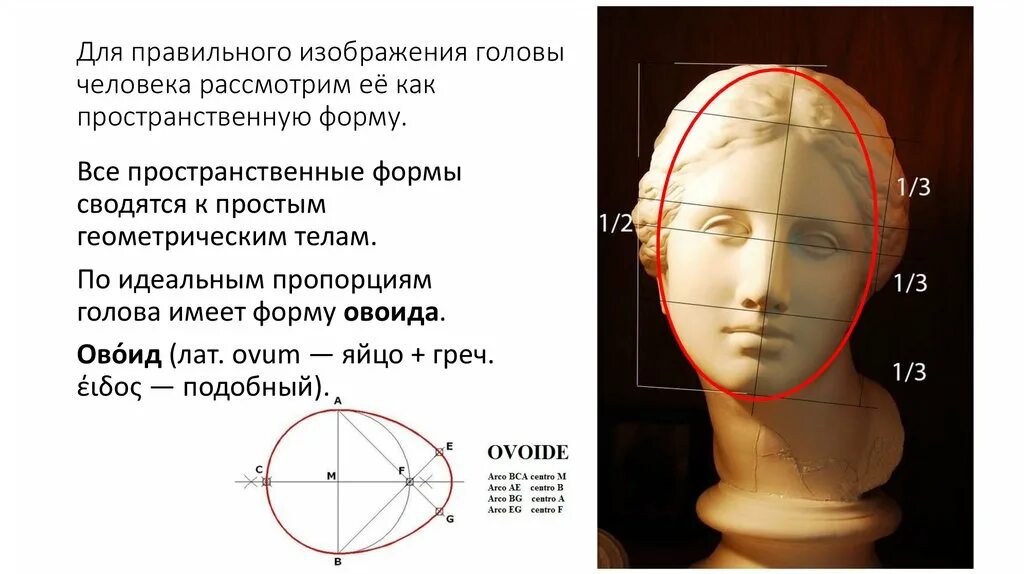 У взрослого человека размер головы занимает. Пропорции головы человека. Пропорции лицевой части головы человека. Ширина головы человека пропорции. Правильные пропорции головы.