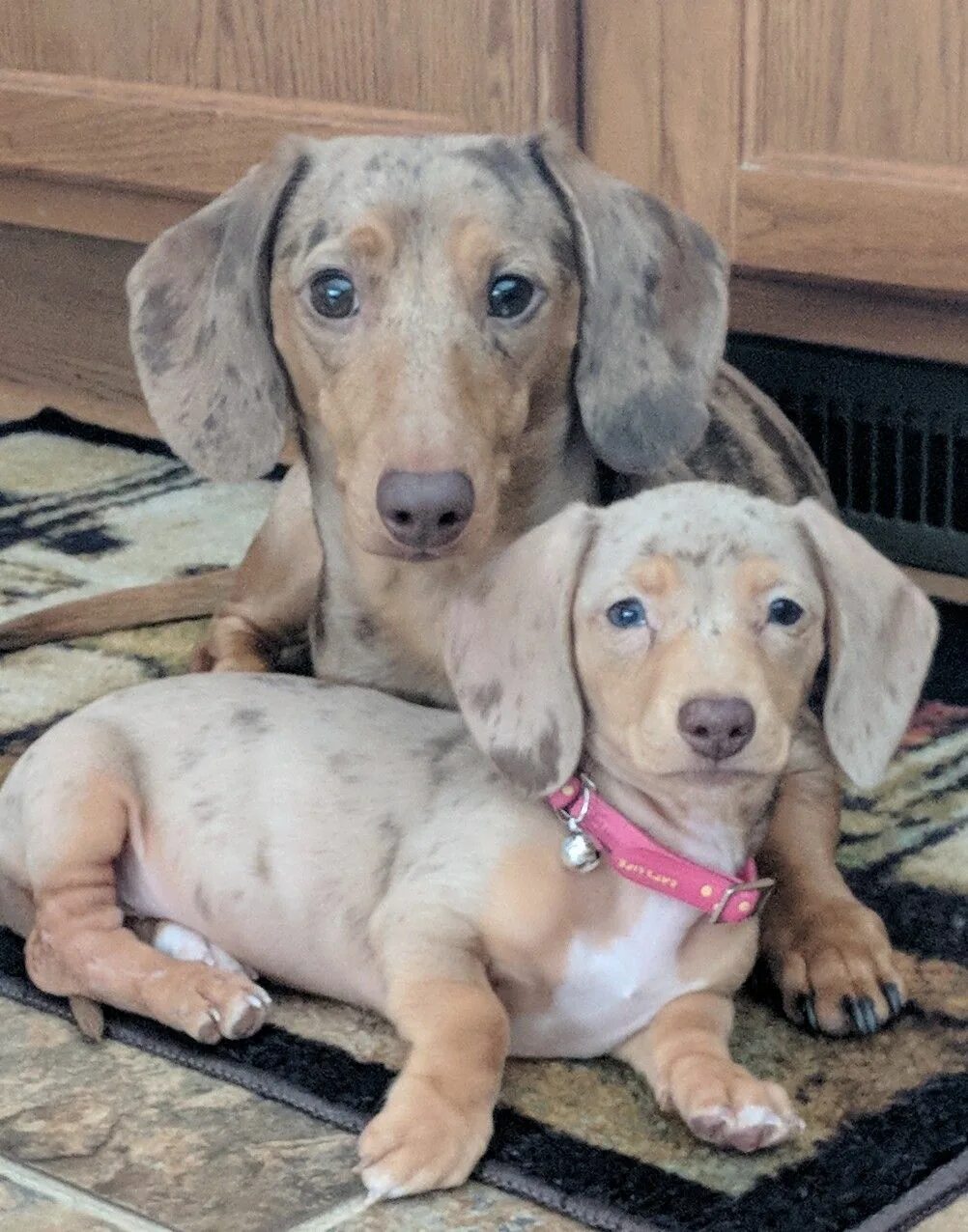 Такса альбинос. Белая такса. Кроличья такса альбинос. Белая такса. Такса альбинос.