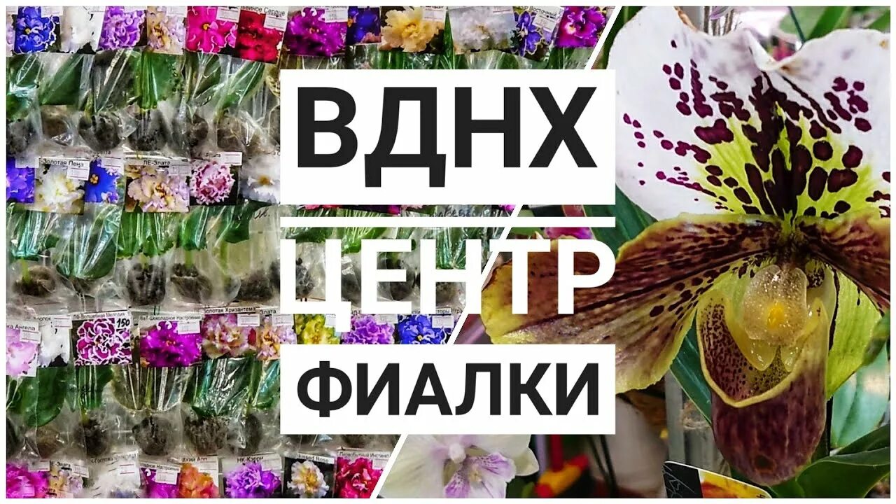 центр фиалки на вднх. фиалка центр ввц черенки. центр фиалки на ввц укорененные. центр фиалки на ввц укорененные черенки. фиалка центр ввц черенки.