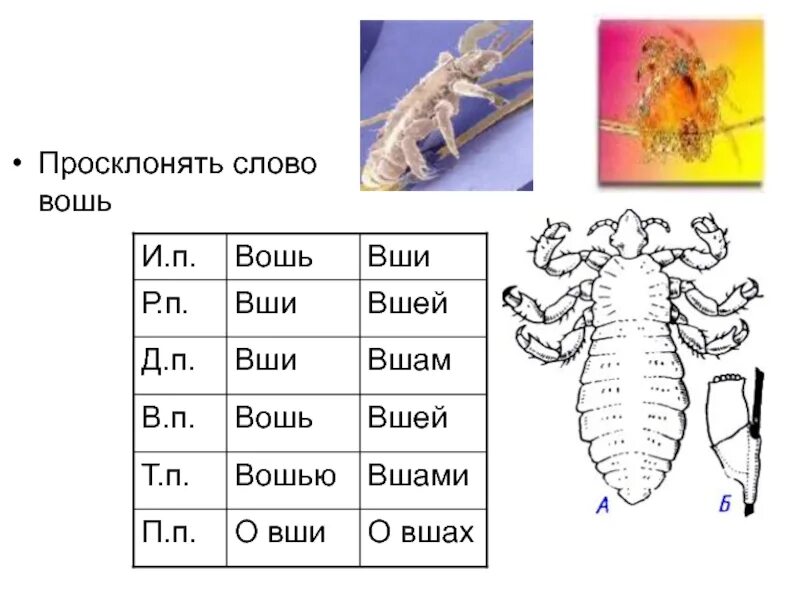 Вши текст. Вши склонение. вши в единственном числе. вшей в единственном числе.