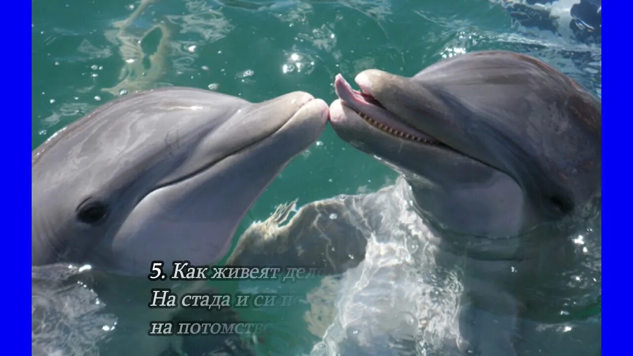 Любящие дельфины. Дельфины любовь. два дельфина любовь. любимые дельфины. что любят дельфины.