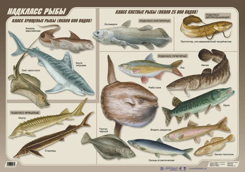 Классификация костных рыб. Надкласс рыбы класс костные. Классификация костных рыб таблица. Разнообразие рыб. Назовите классы рыб