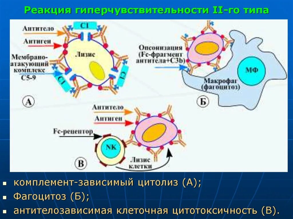 Иммунная гиперчувствительность. Механизм гиперчувствительности 2 типа. Реакция гиперчувствительности 2 типа. Гиперчувствительность немедленного типа 2 Тип. Механизмы развития реакций гиперчувствительности второго типа.