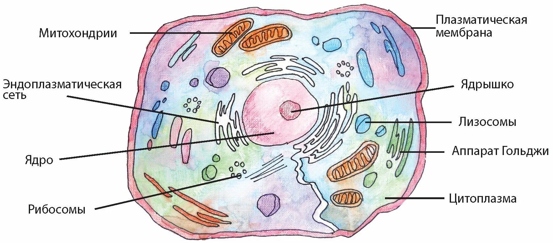 Строение клетки мембрана цитоплазма органоиды ядро. Клеточный центр цитоплазма митохондрии. Схема строения эукариотической клетки. Схематическое строение эукариотической клетки.