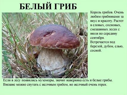 Белый гриб доклад 3 класс окружающий мир