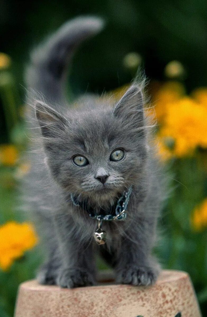 Красивые котята. Серый котёнок. Красивые котики. Пушистые котята.