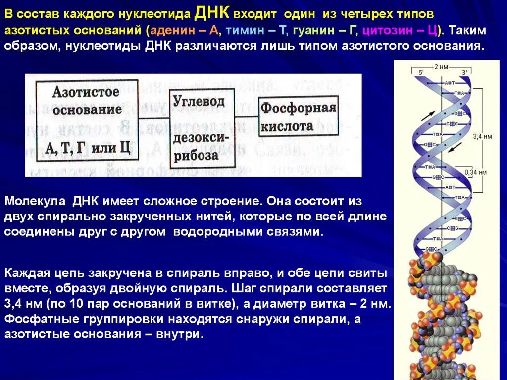 Замена аденина на тимин изменение плоидности клетки. Состав нуклеотида ДНК. В состав ДНК входят нуклеотиды:. ДНК состоит из 4 видов нуклеотидов. Состав азотистых оснований ДНК.