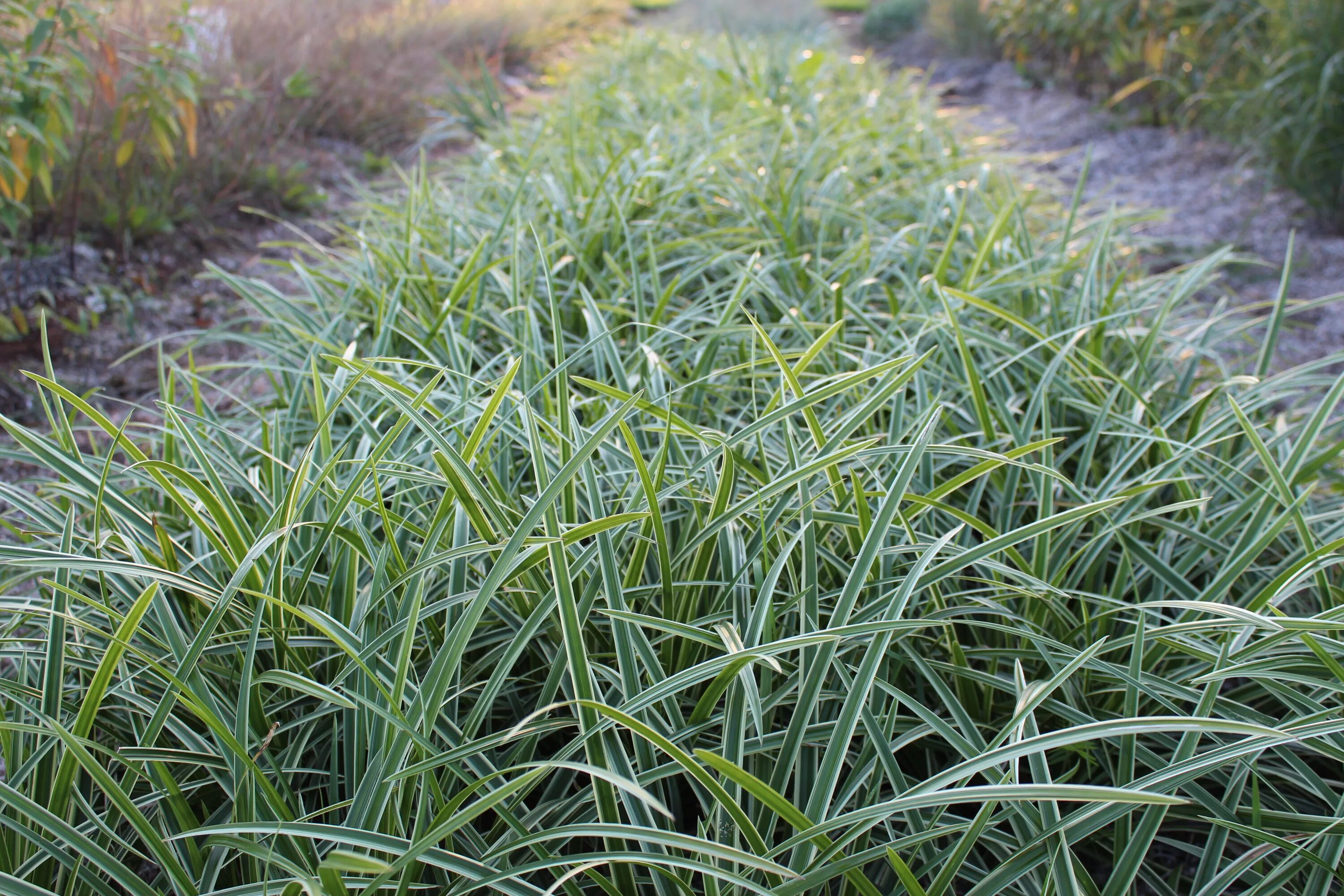Осока морова. Осока морроу вариегата. Осока морроу (carex morrowii ). Осока морова. Осока вариегатная.