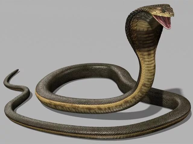 Snake мод. Королевская Кобра 3d. Пятиголовая Кобра 3dмодэль. 3ds Max Snake. Модель Снейка.