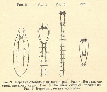 Какая нервная система у круглых червей