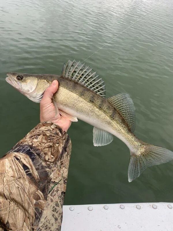 русфишинг вести с водоемов водохранилище рузское. русфишинг вести с водоемов водохранилище рузское. русфишинг вести с водоемов водохранилище рузское. русфишинг вести с водоемов водохранилище рузское. удочка на карася.