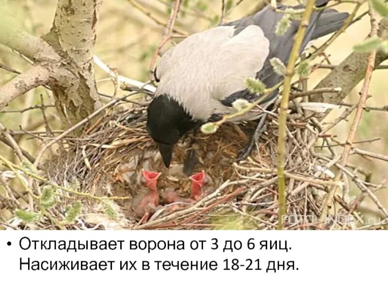 Ворон кормит птенцов. Гнездо вороны с воронятами. серая ворона гнездо. гнездо серой вороны. гнездо сороки.