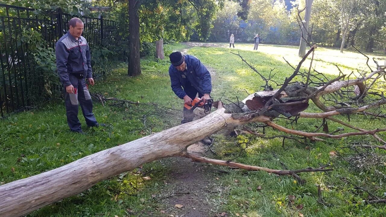 Спилил сухое дерево. Санитарная очистка деревьев. Спил сухих деревьев в Трехгорном. Ствол дерева сухой благоустройство. Удаление сухостоя.