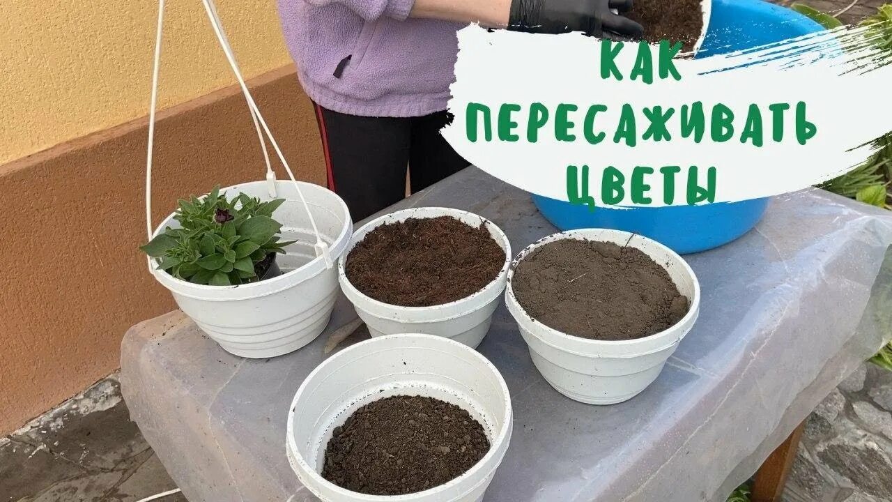 Высадка петунии на рассаду. Петуния махровая прищипка. Несвоевременная высадка на горшок. Лобелия ампельная и петуния. Петуния жирует.