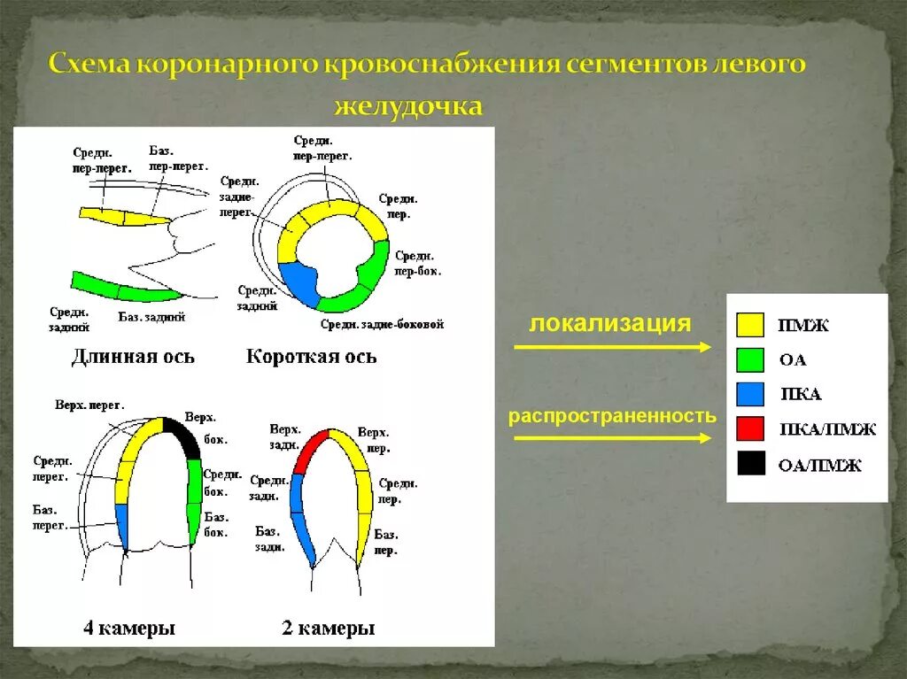 Локальная сократимость левого желудочка. Сегментарное строение миокарда ЭХОКГ. 17 Сегментов лж. Сегменты левого желудочка по эхокардиографии. Сегменты левого желудочка на ЭХОКГ.