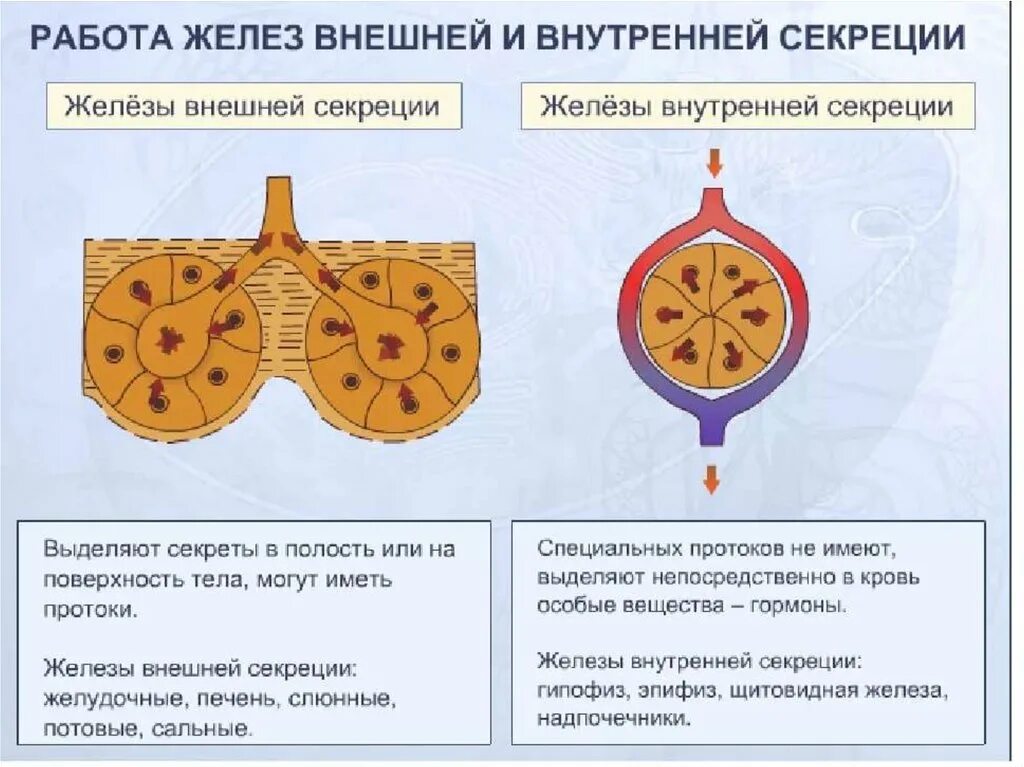 Как отличить железы