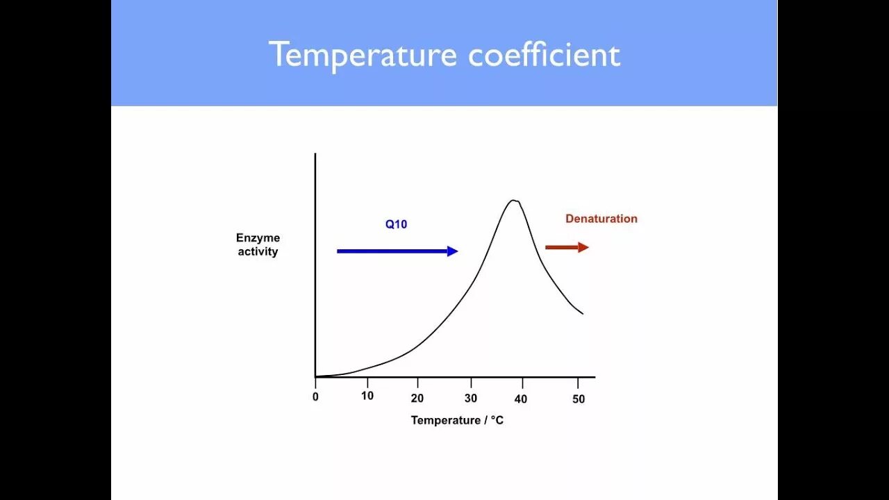 Effect of temperature and PH on Enzyme activity. Enzymes activity PH Scale. Effect of temperature and PH on Enzyme activity Report. Lab temperature and Enzyme Action. Effect o