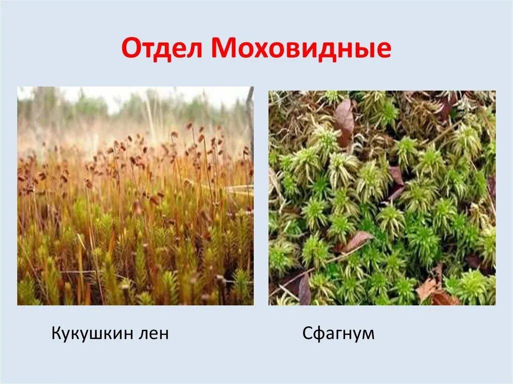 Hypnum curvifolium Moss, Miniature garden, Mosses images