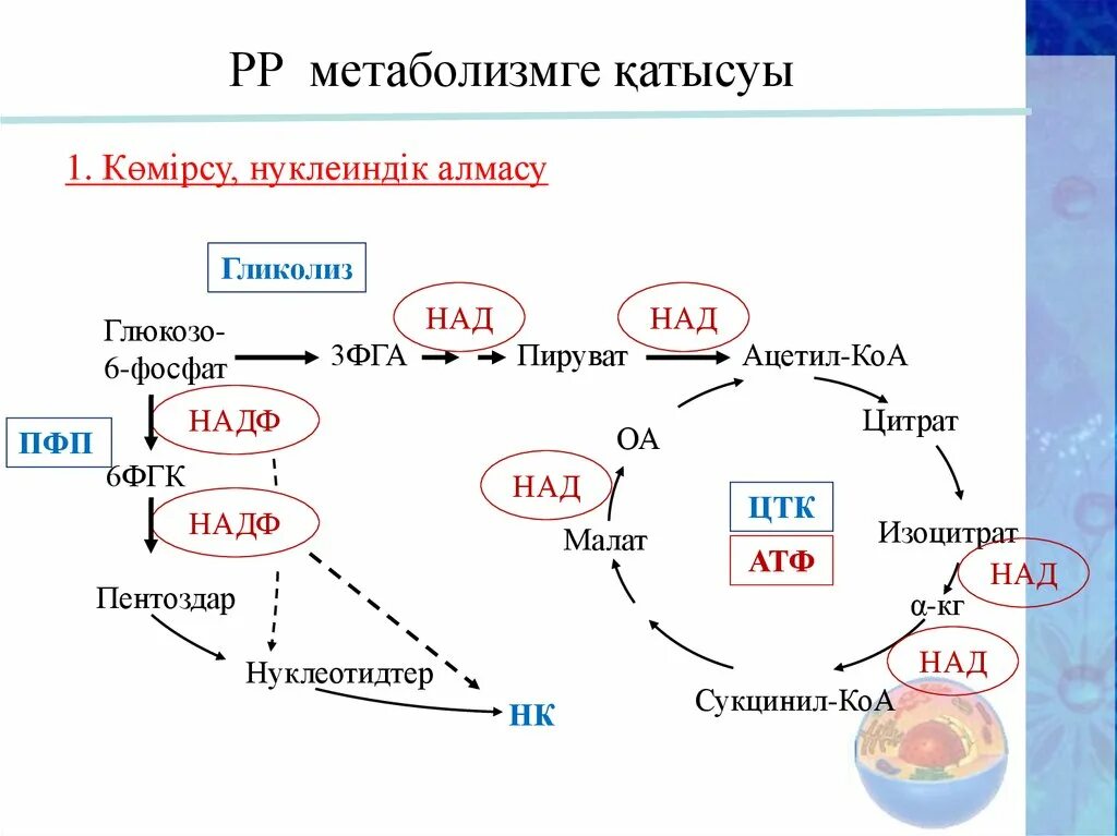 Обменная сила. Обменный механизм взаимодействий. Обменная сила. Основной обмен. Обменная сила.