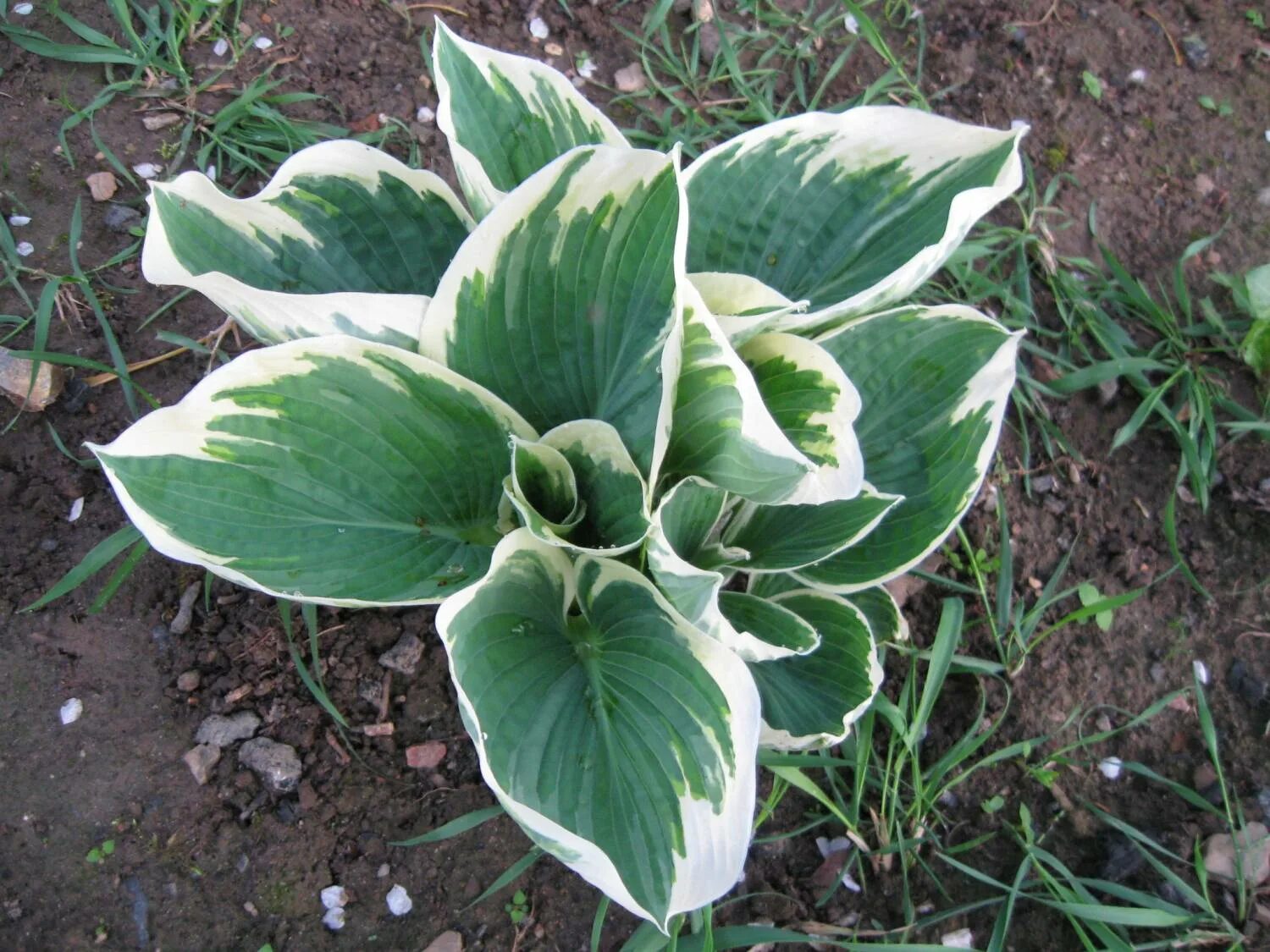 хоста белоокаймленная