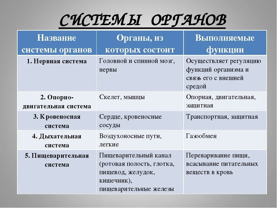 Органы человека и их функции