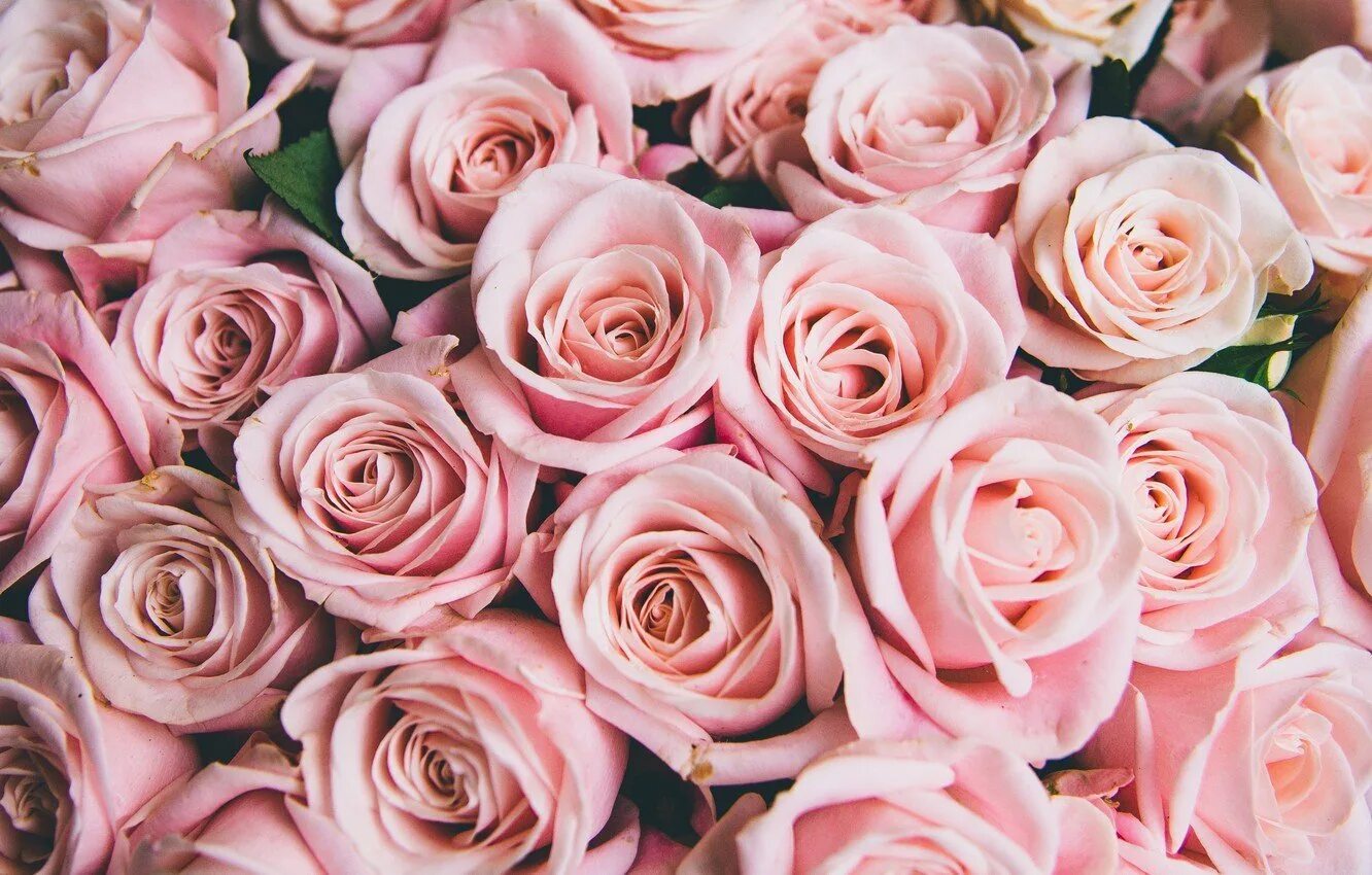 Rose background