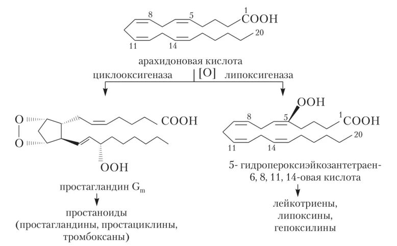 Формула арахидоновой кислоты. Эйкозаноиды Синтез. Схема синтеза эйкозаноидов из арахидоновой кислоты. Схема синтеза эйкозаноидов. Синтез арахидоновой кислоты биохимия.