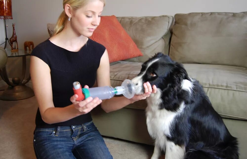 Ингаляция животных. Ингаляции животным. Астма у собак симптомы. Ингаляции собаке. Уровень контроля над бронхиальной астмой.