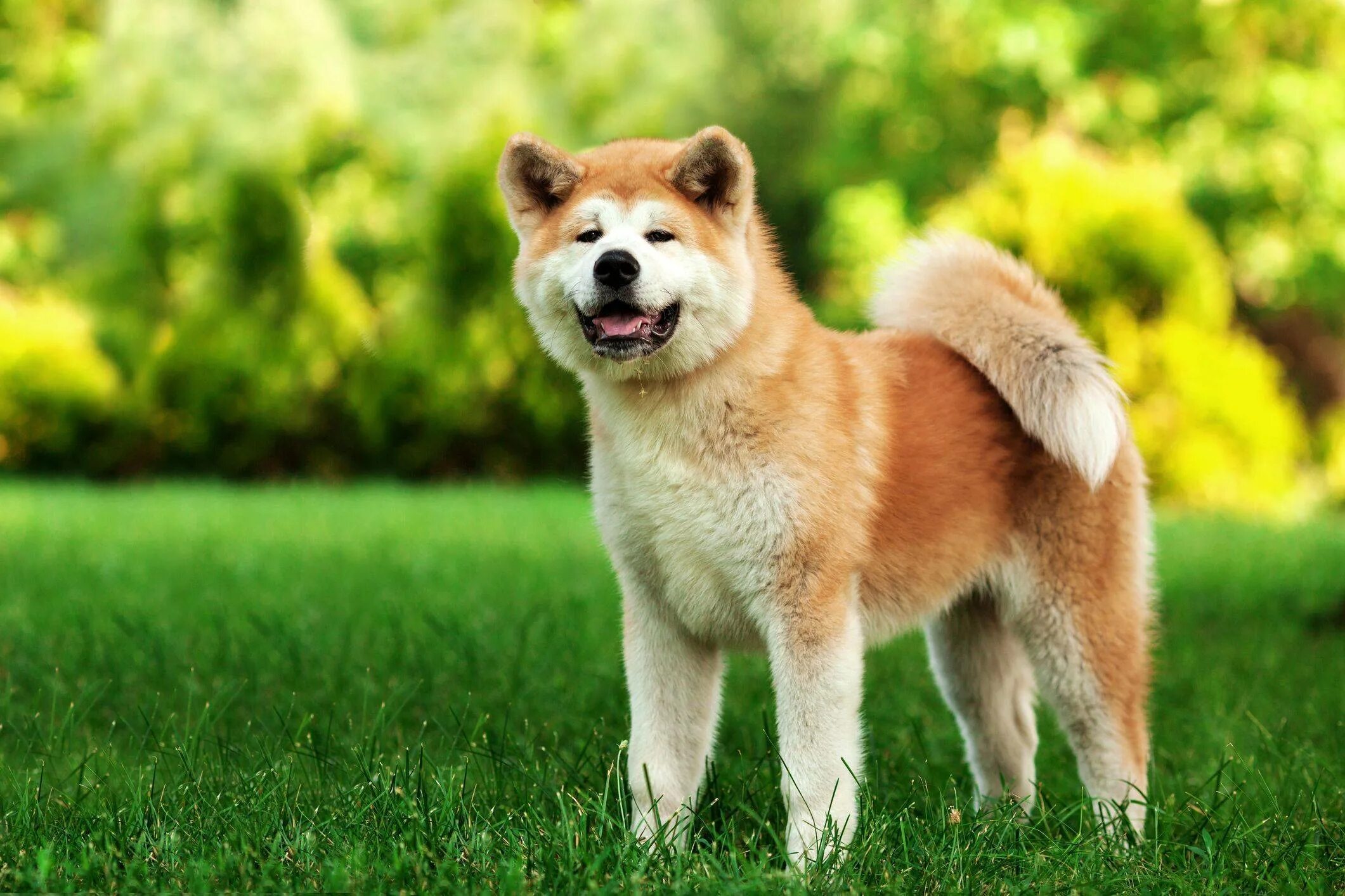 Собака породы акита ину. Акита-ину. Порода Акита ину. Японская собака Акита ину. Акита ину рыжая.