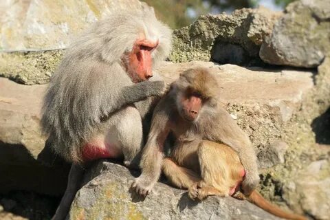 Укусила обезьяна