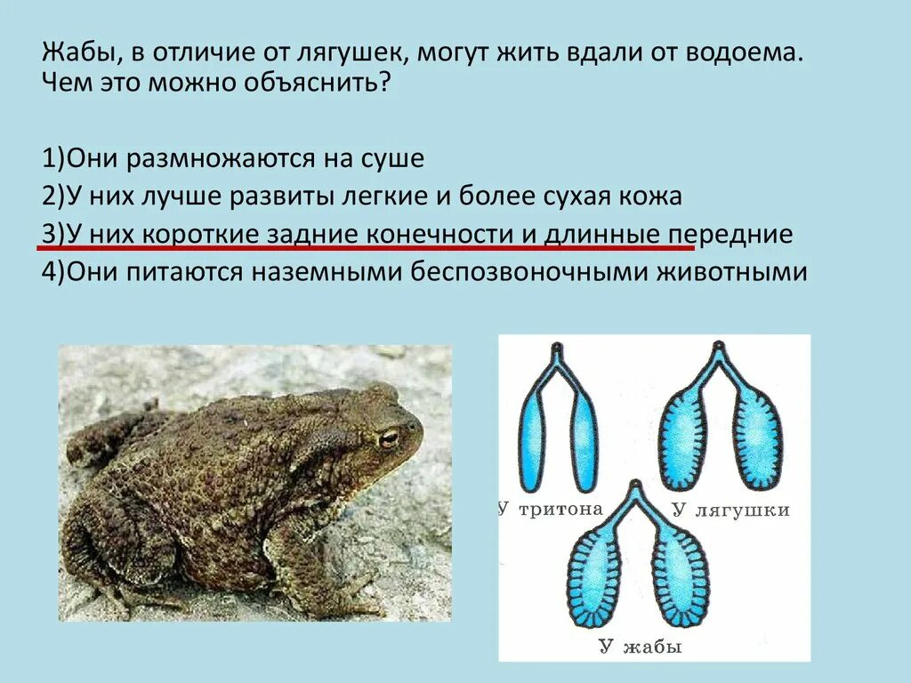 Тест по биологии 7 амфибии. Проверочная работа по теме амфибии. Жаба и лягушка отличия. Размножается на суше. Тест по теме земноводные.