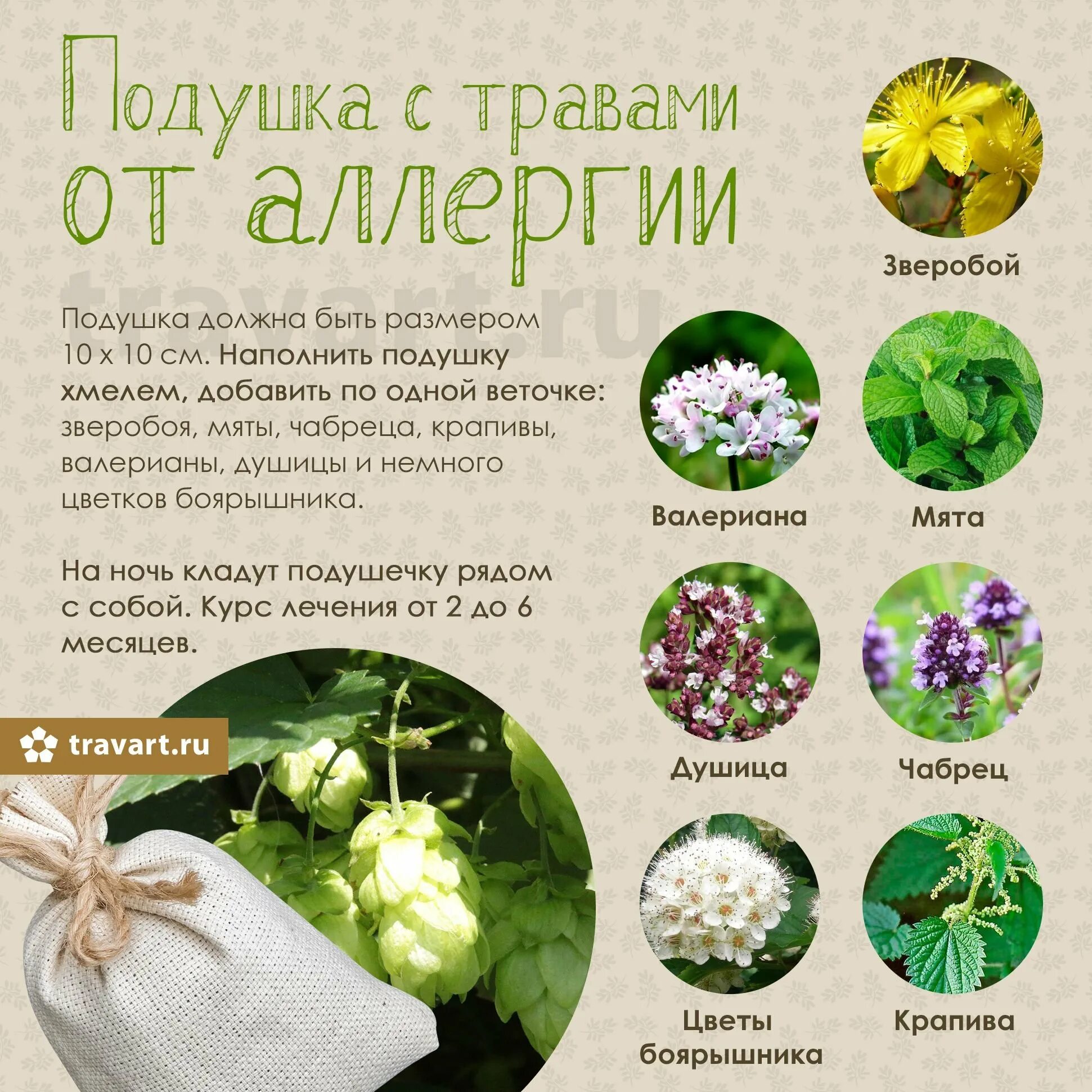 Травы лечащие аллергию. Травяная подушка. лечебные растения от аллергии. народные травы от аллергии.